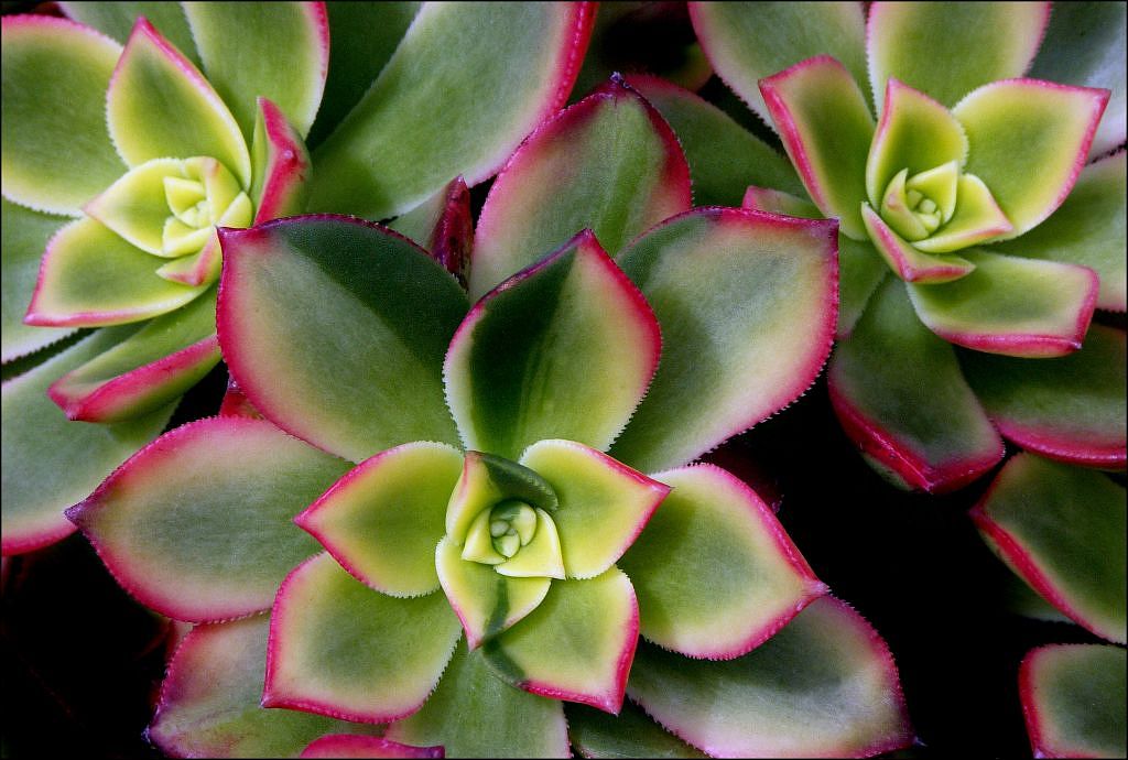 abstract foilage of echeveria